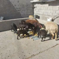 میش بره|حیوانات مزرعه|دورود, |دیوار