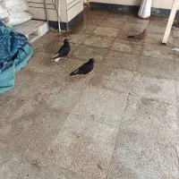 دم سفید با جوجه|پرنده|اهواز, کیانشهر|دیوار