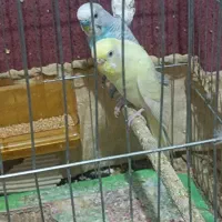 مرغ عشق