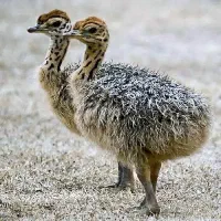 فروش عمده انواع جوجه های گوشتی، بوقلمون، شترمرغ