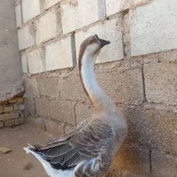 فروش قوغاز اصلی گردن ماری در حمیدیه