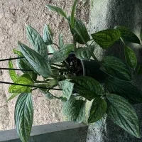 گلخانه یاس|گل و گیاه طبیعی|زیرآب, |دیوار
