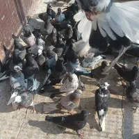 فروش کبوتر پرشی|پرنده|ساری, |دیوار