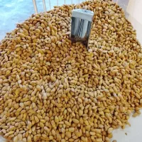 بادام سنگی اعلا کیلو 500