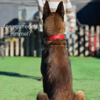 مربی سگ ، آموزش سگ|خدمات آموزشی|اهواز, کیانپارس |دیوار