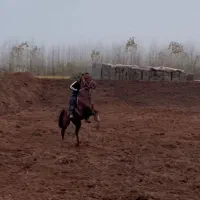 نریان دو سر کرد|اسب و تجهیزات اسبسواری|رشت, گلسار|دیوار