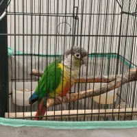 طوطی گرین چیک|پرنده|اسلام‌شهر, شهرک قائمیه|دیوار