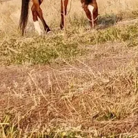 مادیان|اسب و تجهیزات اسب‌سواری|سیلوانه, |دیوار