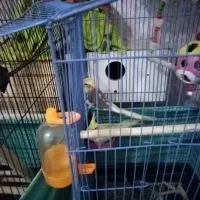 طوطی عروس یه جفت با تمام وسایل|پرنده|کرج, خرمدشت|دیوار