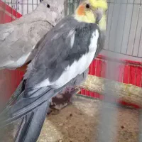 عروس هلندی|پرنده|پاکدشت, پاکدشت (مامازند)|دیوار