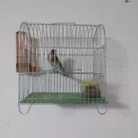 سهره  جوجه قفس