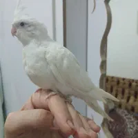 عروس پاریس|پرنده|سوسنگرد, |دیوار