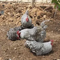 آمروک (پلیموت راک)