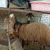 گوسفند ماده و بره نر ۴ماهه. وره مار