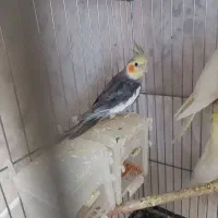 عروس هلندی /بالغ /جوجه/سخنگو/مولد باجوجه|پرنده|محمدشهر, محمدشهر|دیوار