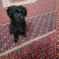 تعویض دوتا سگ نژاددار نر و ماده با سیستم ماشین|سگ|زنجان, |دیوار