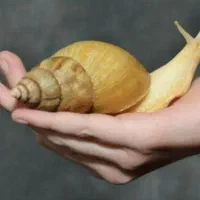 حراج حلزون آچاتینا