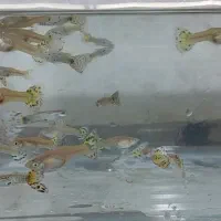 فروش ماهی گوپی به قیمت عمده|ماهی|نجفآباد, فردوسی|دیوار