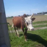 ورزا کوله چالوسی اصیل          گاو لیشه