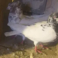 کفتر کله ای