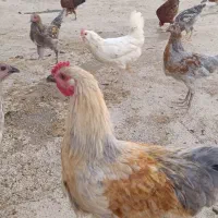خروس جوان۶ماهه.خوشرنگ چهل تاج