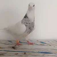 تعدادی کبوتر