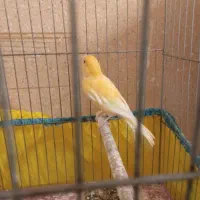 قناری نر پرتغالی|پرنده|اصفهان, زاجان|دیوار