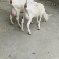 چهارتا سانن اصلی شیری