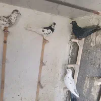 کفتر یال سیا سرور گلی دمبی