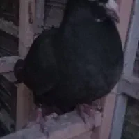 جوجه نر شغلا شده|پرنده|کرمان, |دیوار