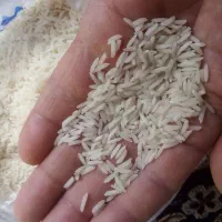 طلای سفید شمال(گیلان)
