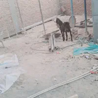 فروش فوری نر بز کامورایی|حیوانات مزرعه|خاش, |دیوار