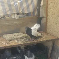 کبوتر
