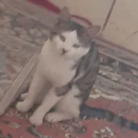 گربه خانگی|گربه|بجنورد, |دیوار