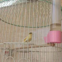 قناری نر گلاستر|پرنده|قم, علی آباد|دیوار