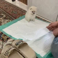 پامر خرسی|سگ|مشهد, منزل آباد|دیوار