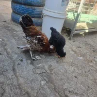 مرغ و خروس و نیمچه|حیوانات مزرعه|خمینیشهر, |دیوار