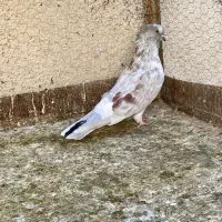 کبوتر|پرنده|علی‌آباد کتول, |دیوار