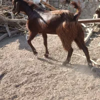 کهره