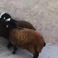 بره نر و ماده شال اصیل|حیوانات مزرعه|مهریز, |دیوار