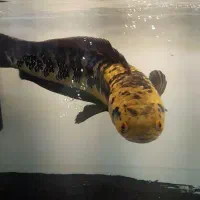 ماهی چانا یلومارو ۶۵ سانت (سایروس)