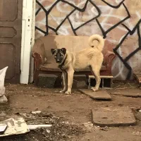 ماده سرابی اصیل