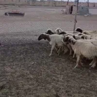 بره وگوسفند