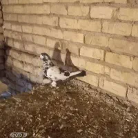 کفتر|پرنده|همدان, |دیوار