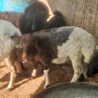 ۲ عدد بره پرواری|حیوانات مزرعه|سمنان, |دیوار