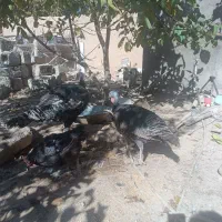 بوقلمون|حیوانات مزرعه|صائین قلعه, |دیوار