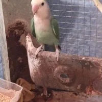 کوتوله ماده معاوضه با رنگ دیگه