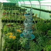 گل وگیاه ارکیده