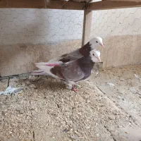 فروش ۲۵عدد کبوتر پرشی ب شرط