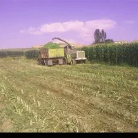 ذرت علوفه تناژ شرایطی